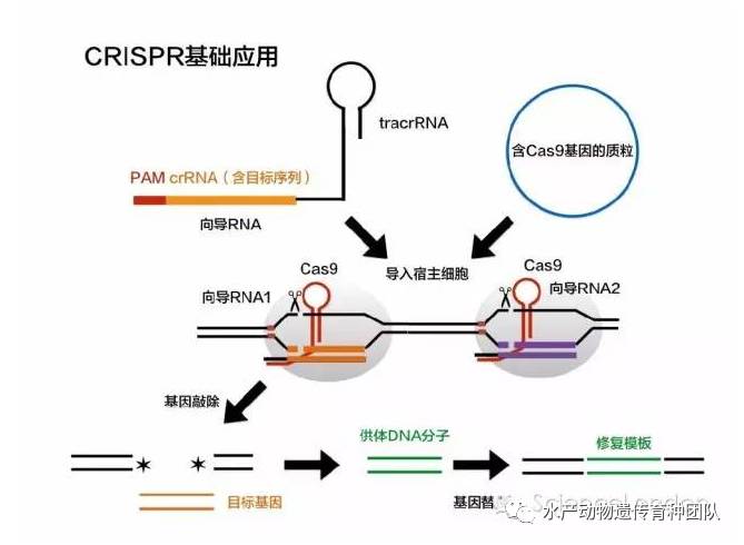 https://www.jingege.wang/wp-content/uploads/2020/12/2020121801530497069524427.jpg