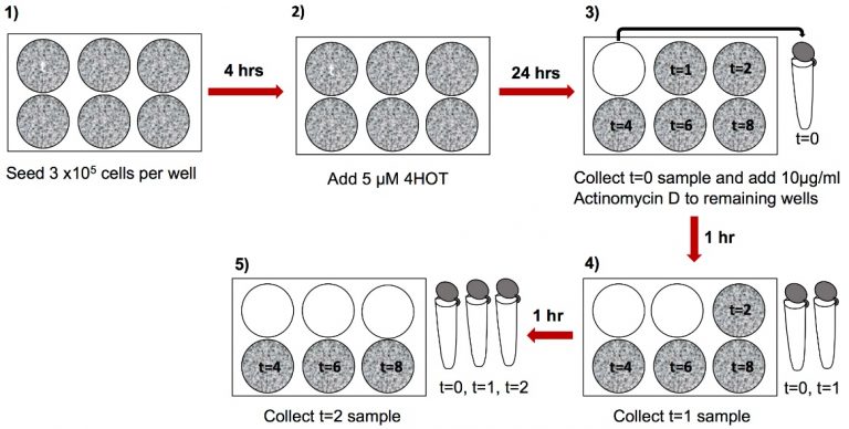https://zh-cn.bio-protocol.org/attached/image/20181031/20181031184841_9868.jpg