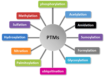 蛋白翻译后修饰的类型