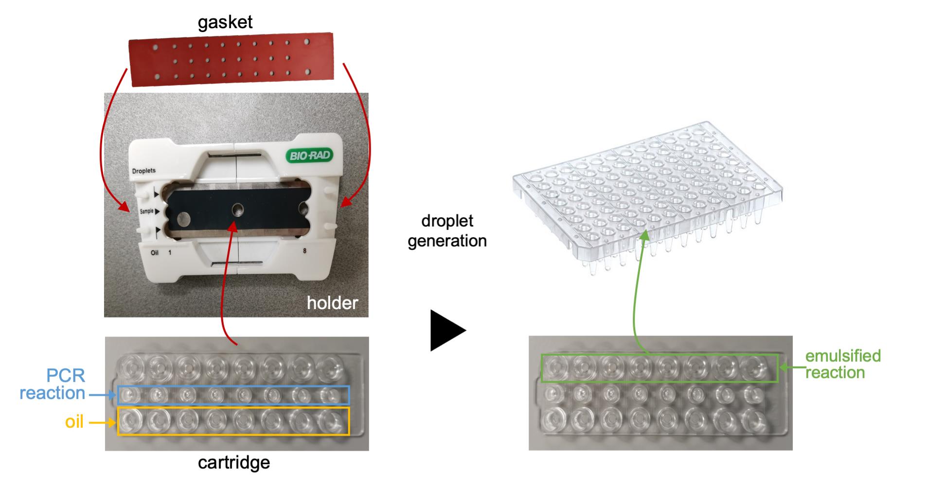 https://zh-cn.bio-protocol.org/attached/image/e4075/bioprotoc-11-13-4075-g001.jpg