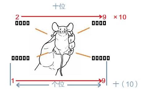 实验小鼠标记编号的三种常用方法