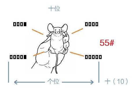 实验小鼠标记编号的三种常用方法