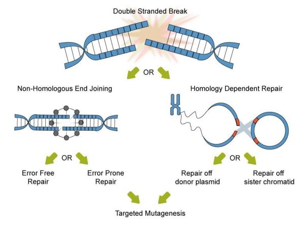 HDR:DNA修复过程中的“同源重组”与“非同源末端链接”(CRISPR 必备知识) – 王进的个人网站