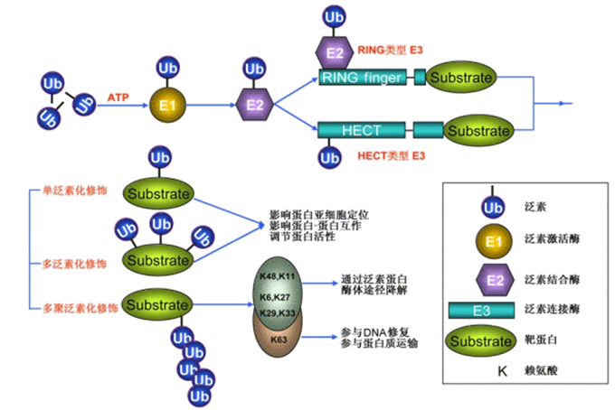 蛋白质泛素化降解的过程详解