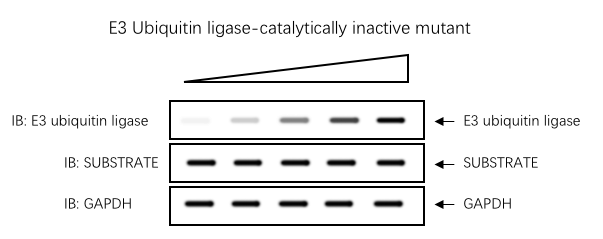 http://imgi101i120.360doc.com/DownloadImg/2021/05/1711/222303238_5_20210517113527661.png?Expires=1661104508&Signature=bggGEIbaf%2BU3gqylY2doduf8g%2F4%3D&domain=109