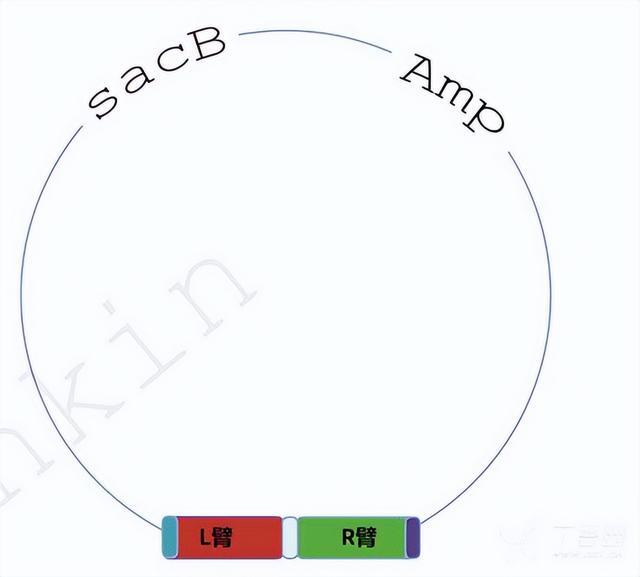 同源重组 同源臂