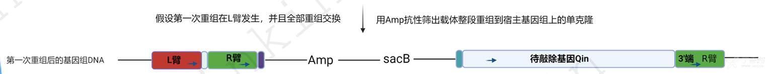 同源重组 同源臂