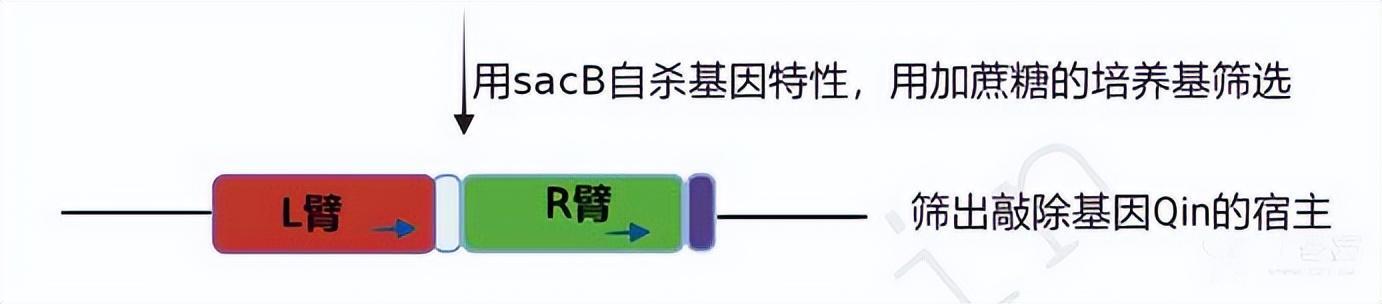 同源重组 同源臂