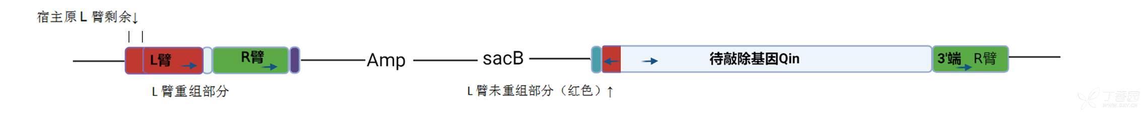 同源重组 同源臂