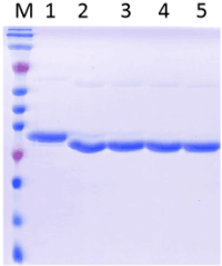 PNGase F(N-糖酰胺酶F或肽N-糖苷酶) F 酰胺水解酶